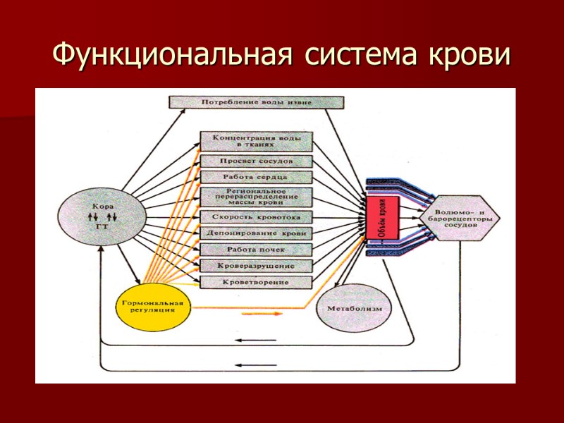 Функциональная система крови